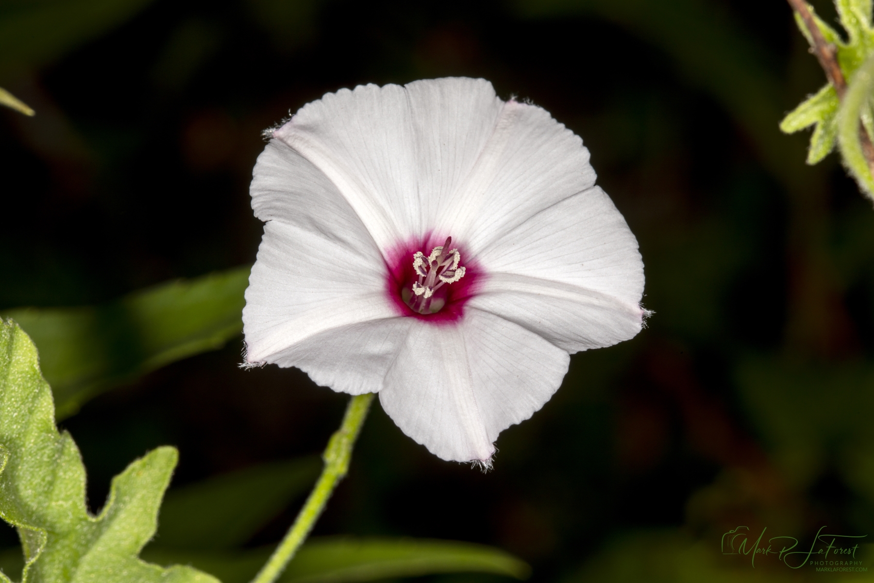 Texas Bindweed, Austin, Texas